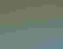 Three birds foraging in shallow water