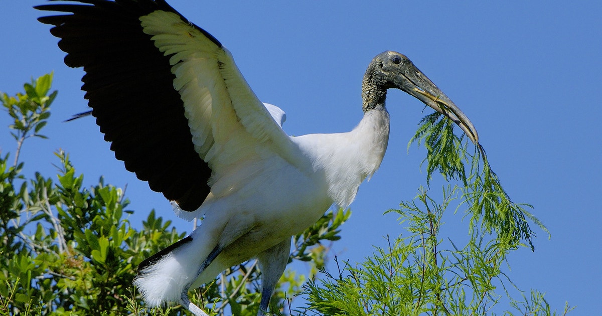 Wading Bird Nesting is Now Underway in Southwest Florida. How has ...