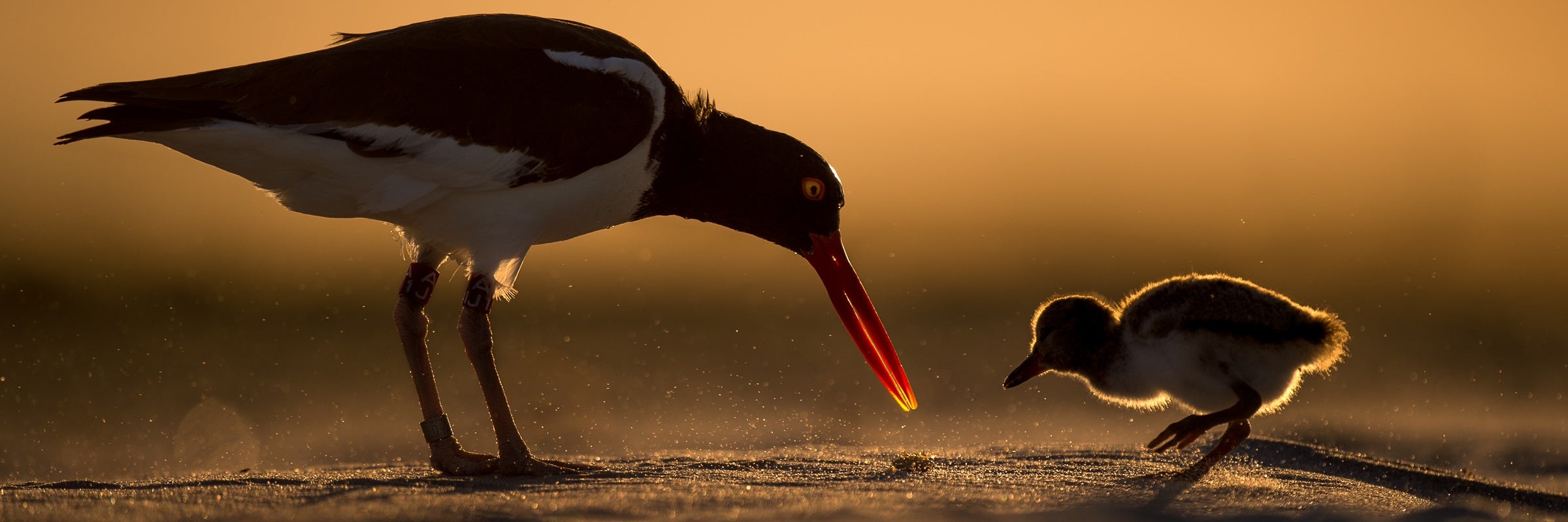 American Oystercatcher.