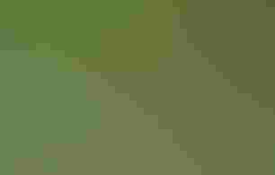 Blackburnian Warbler perched in evergreen tree, the bird is a bright yellow with slightly orange chest and neck, and black striping on its face and sides. Its mouth is open as it sings.