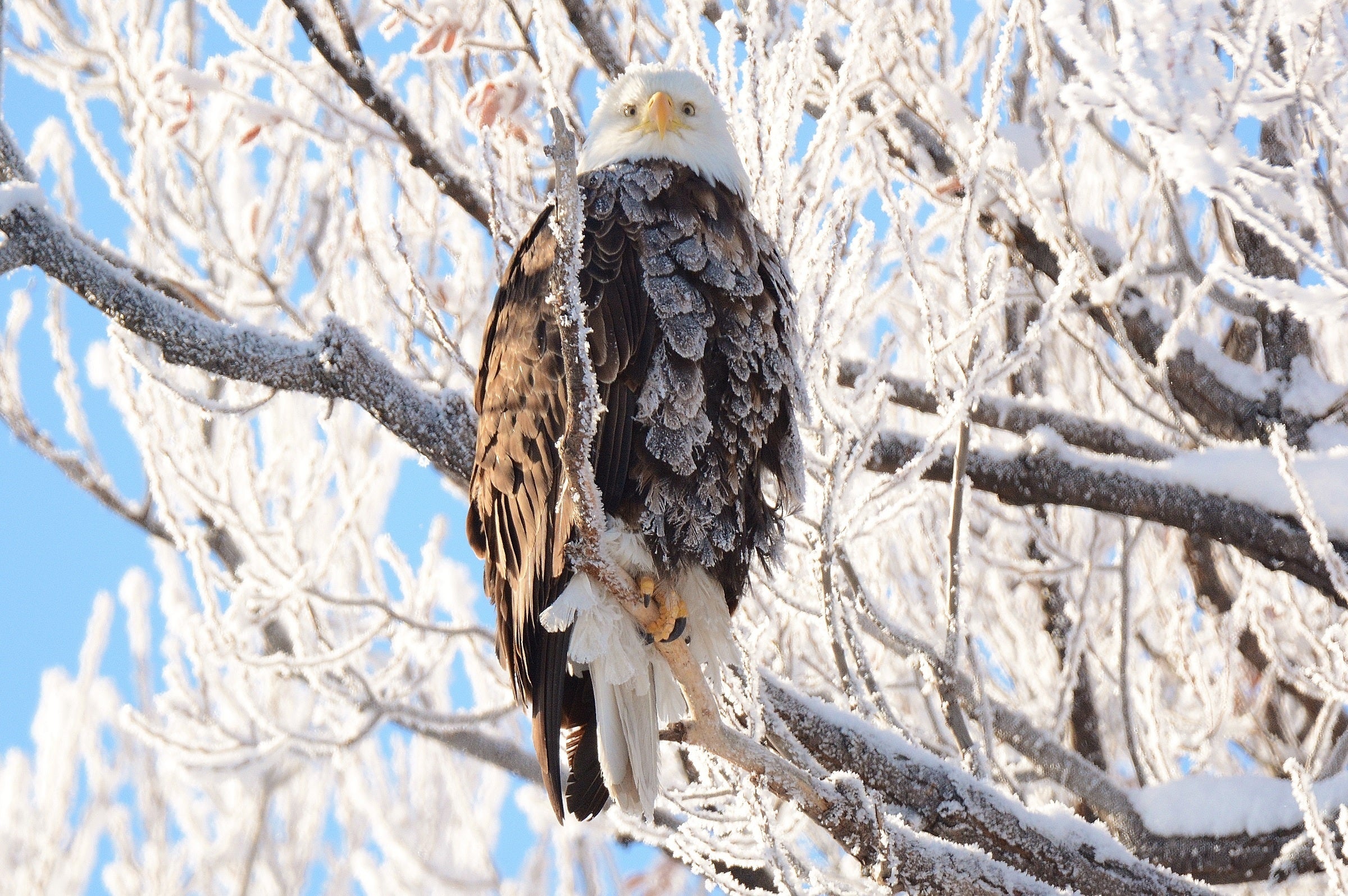 Bald Eagle in winter