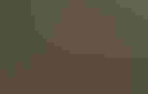 Rosa exploring a forest.