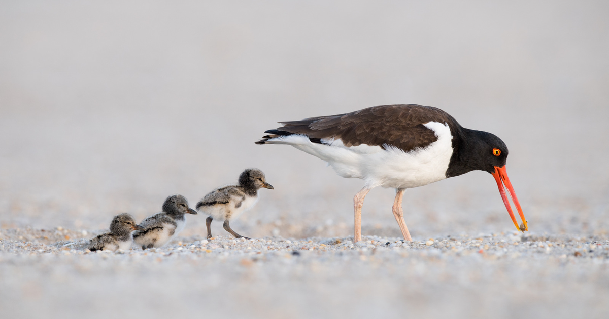 2022 Shorebird and Seabird Conservation Highlights | Audubon