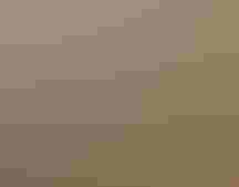 A group of volunteers helps dig a hole into which a native tree is being planted