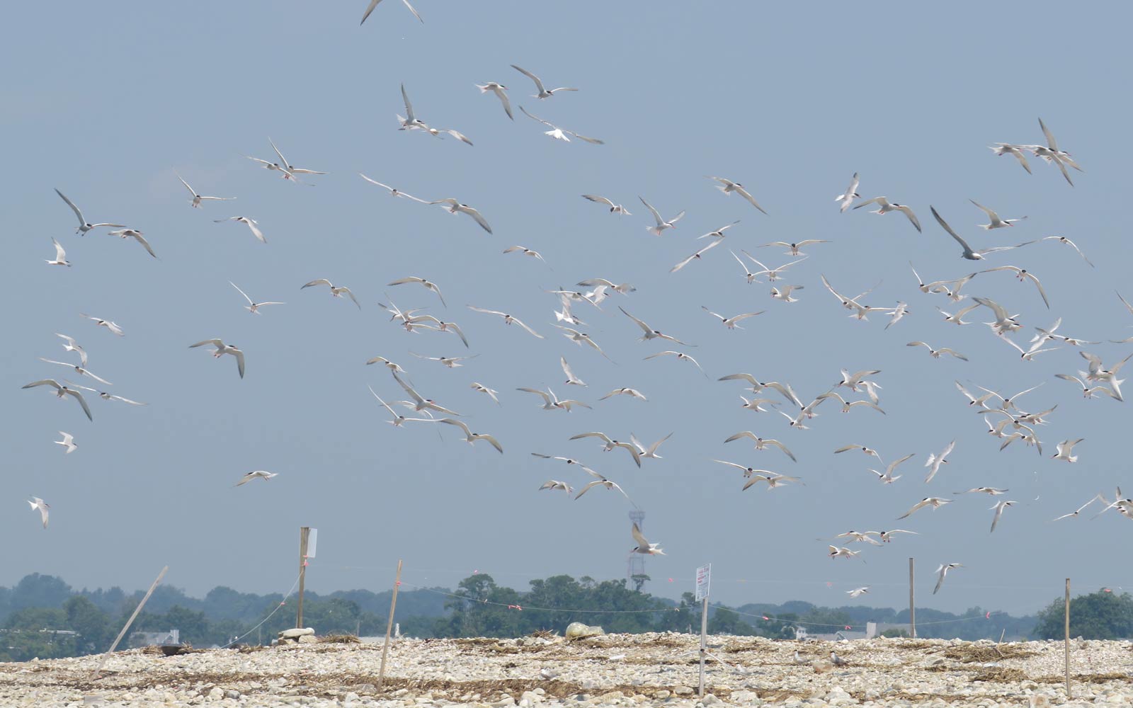 Flock of terns in flight on beach, seemingly disturbed. 