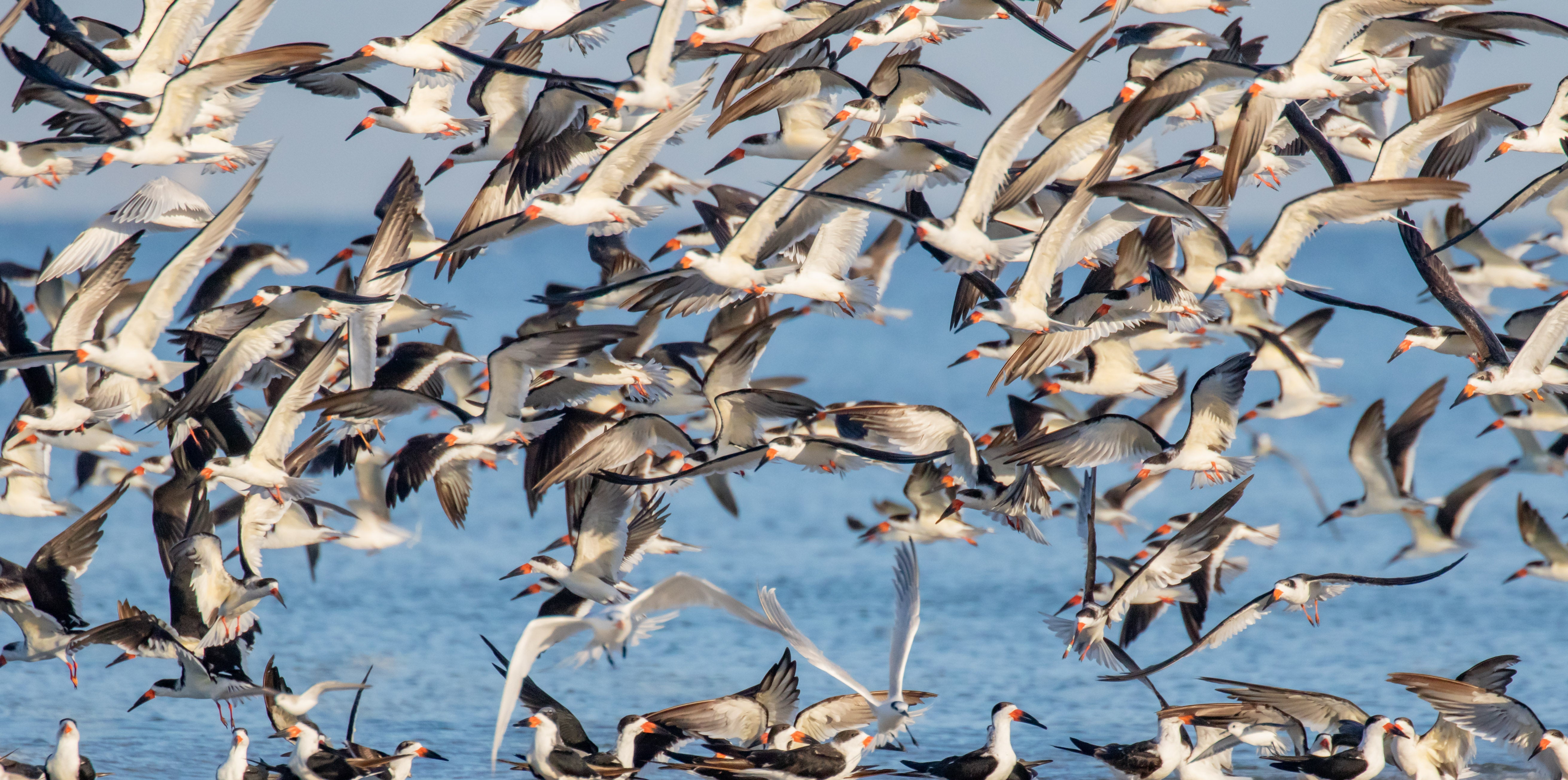Black Skimmers. Photo: Jean Hall.
