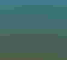 Pelicans