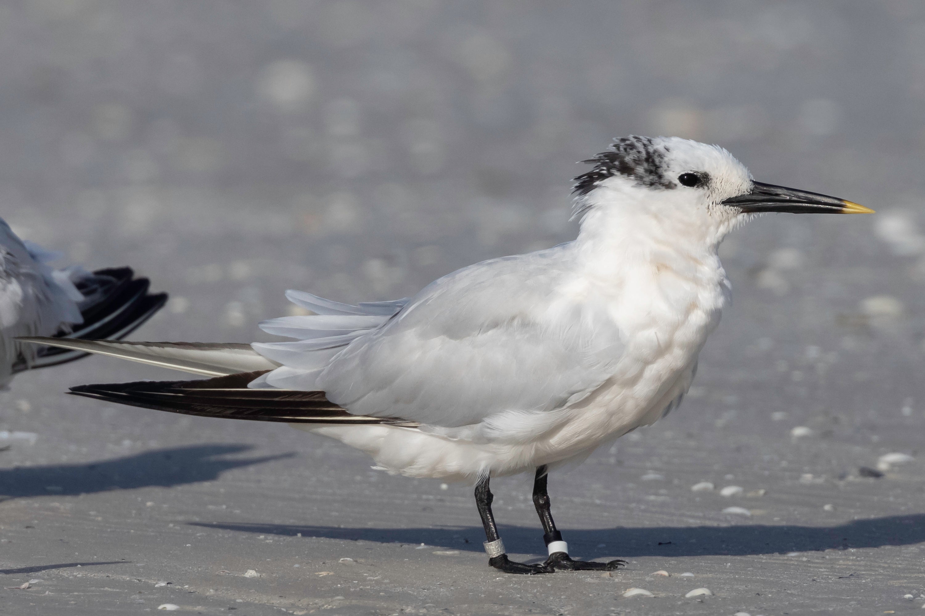 Banded Sandwich Tern. Photo: Jean Hall.