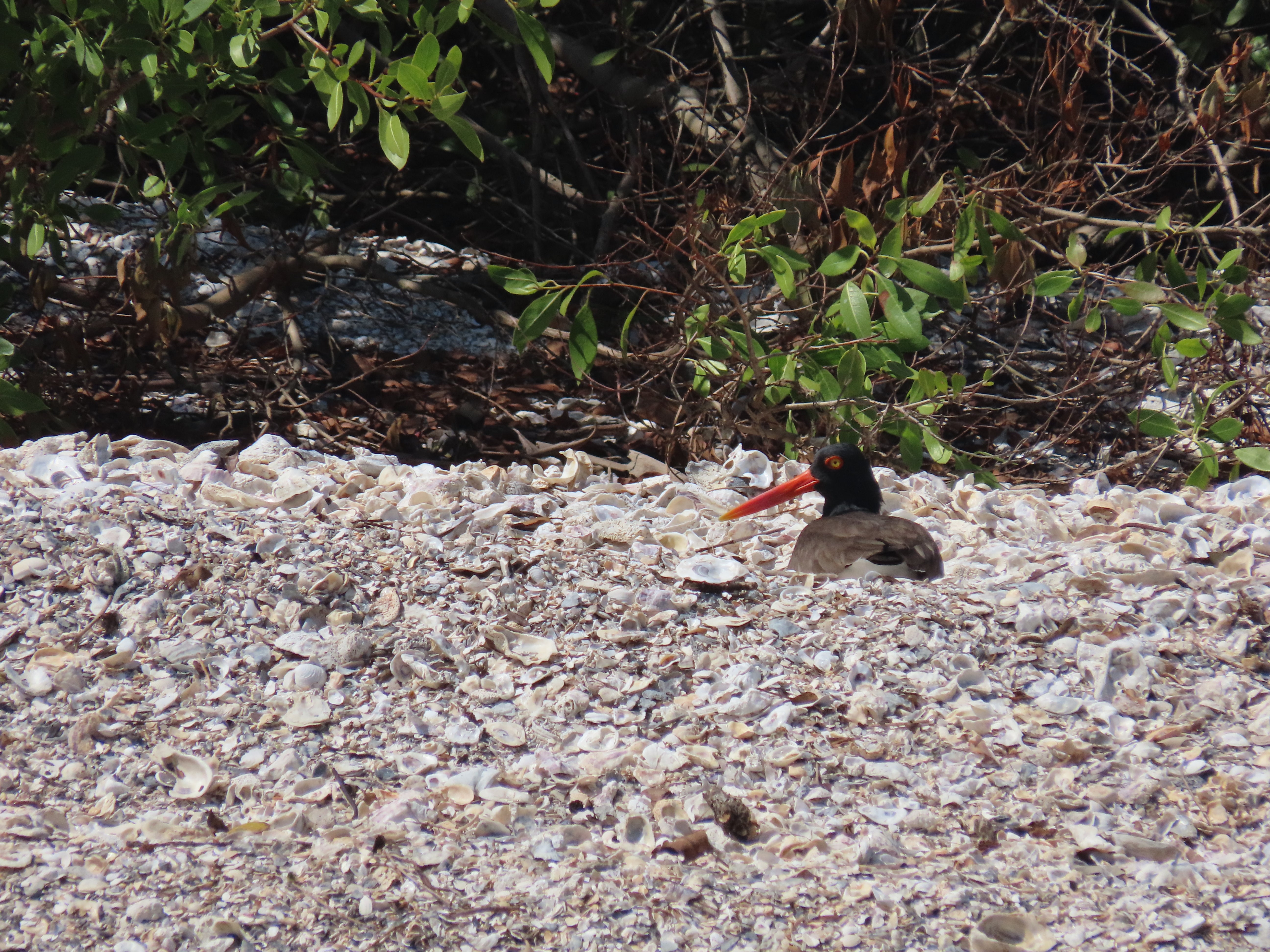 American Oystercatcher nesting on a Hillsborough Bay shoreline.