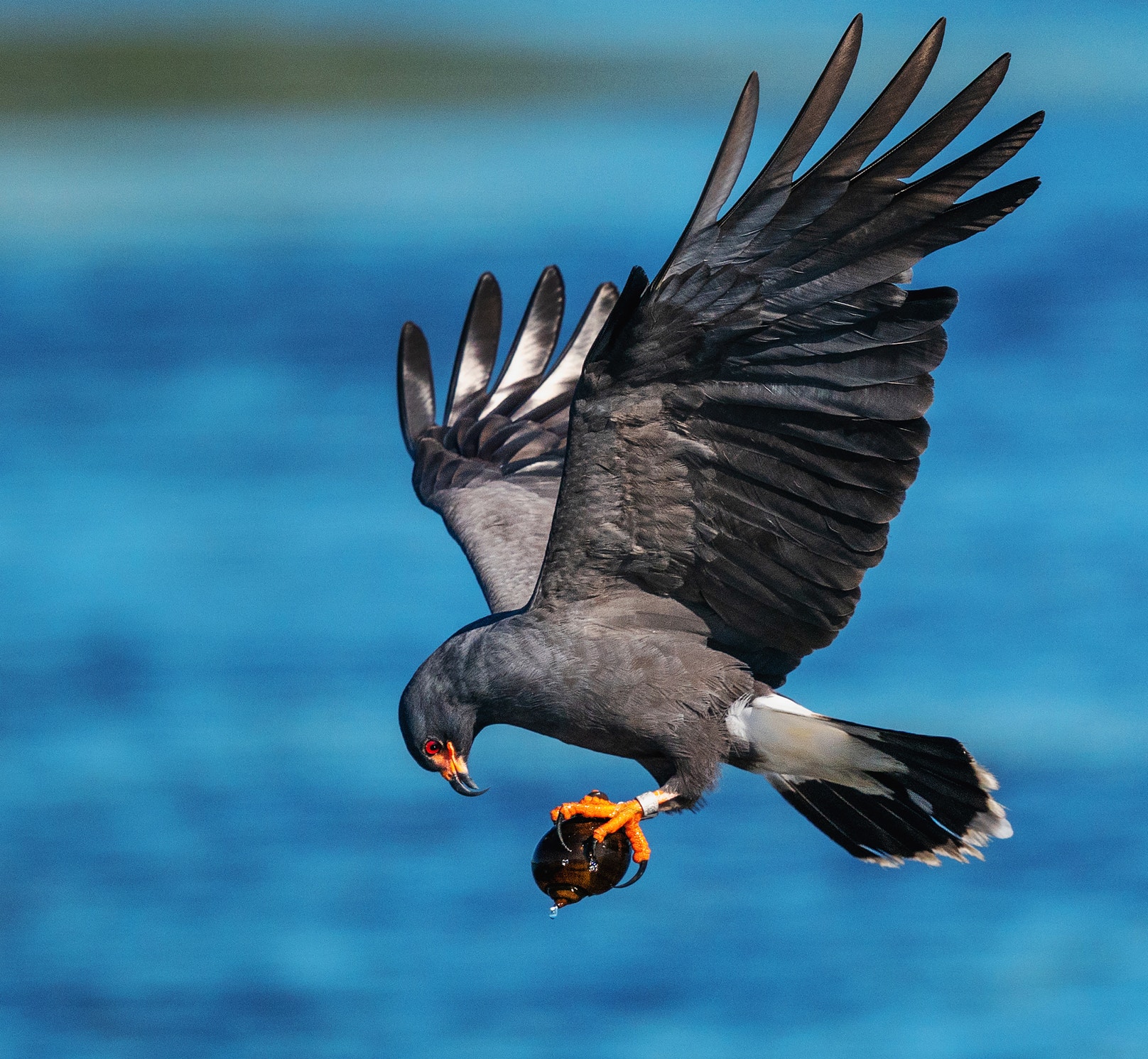 Snail Count For Snail Kites Audubon Snail Count For Snail Kites Audubon