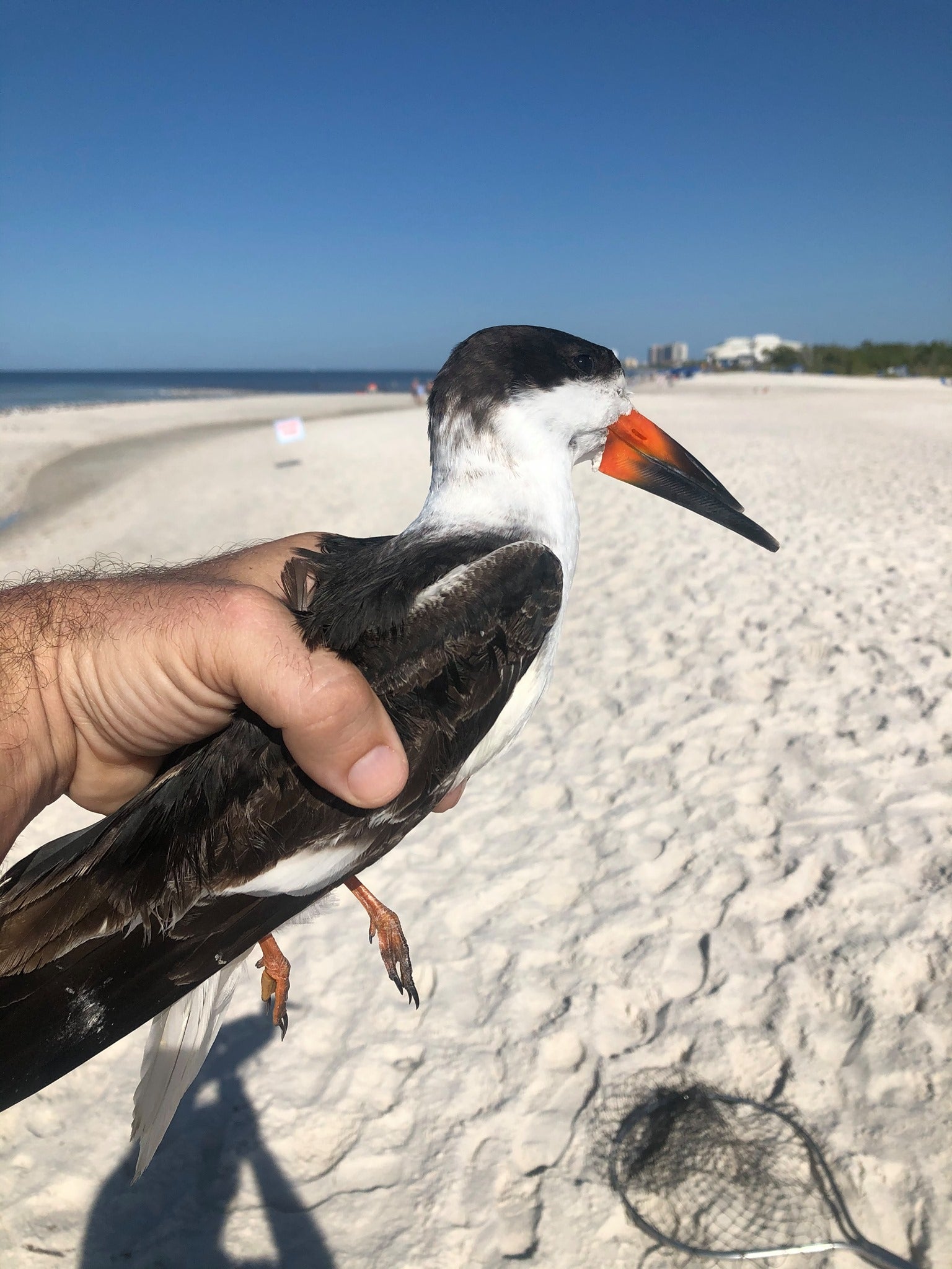 Emaciated Black Skimmer. Photo: Adam DiNuovo