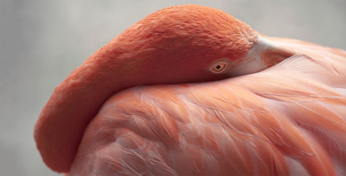 American Flamingo: Photo: Scott Hamsick/Audubon Photography Awards.