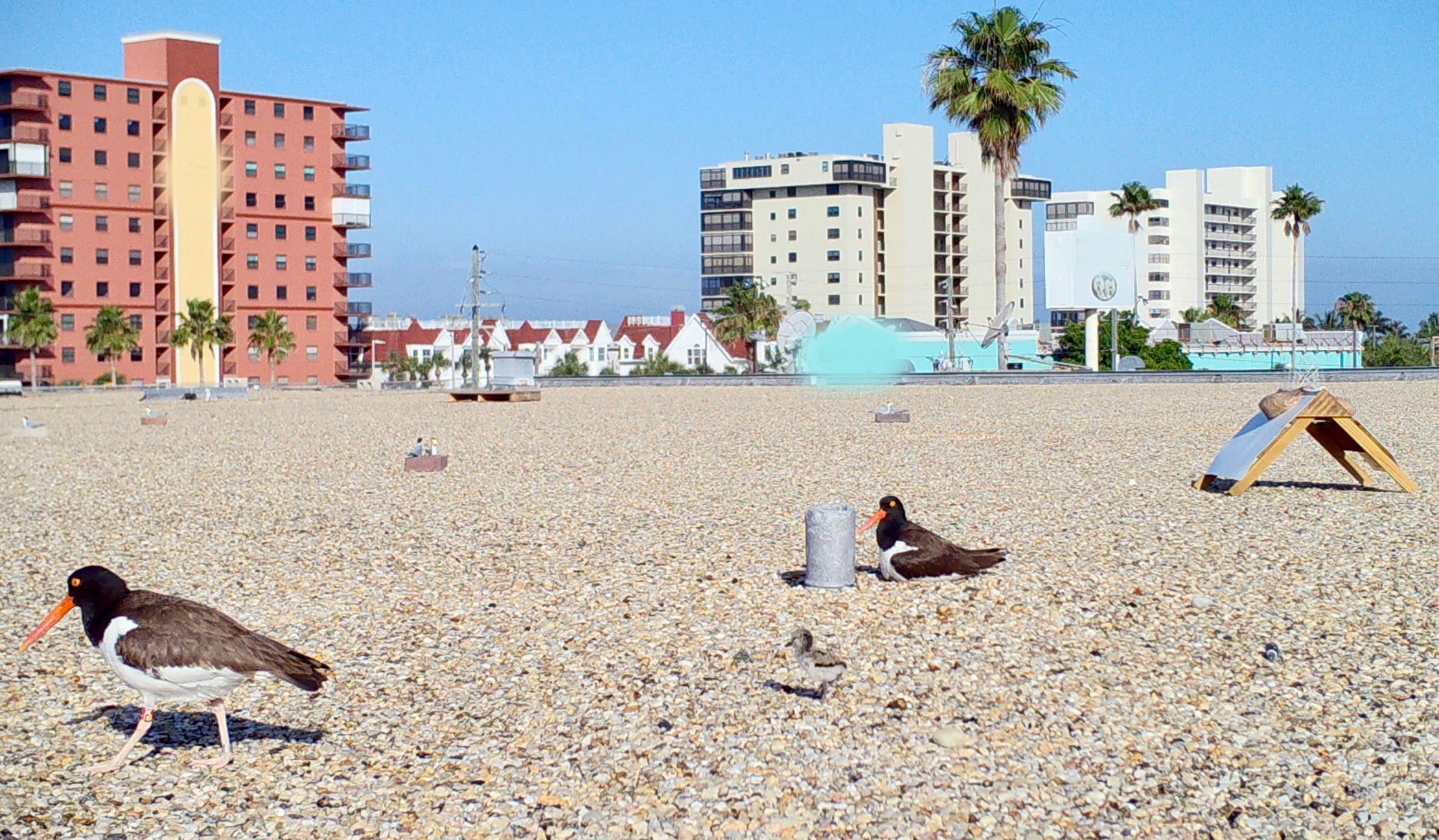 American Oystercatcher chick and parents on a gravel rooftop. Photo: Kara Cook/Audubon Florida.