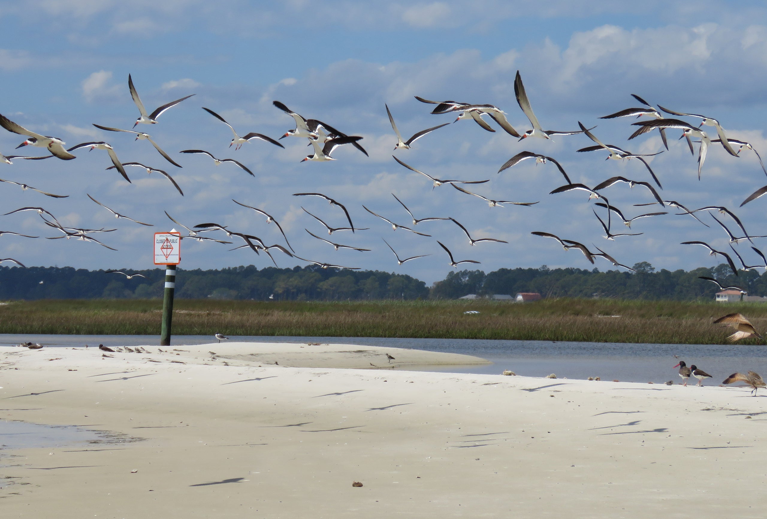 Black Skimmers