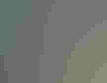 Snowy Egret. Photo: Trudy Walden/Audubon Photography Awards.