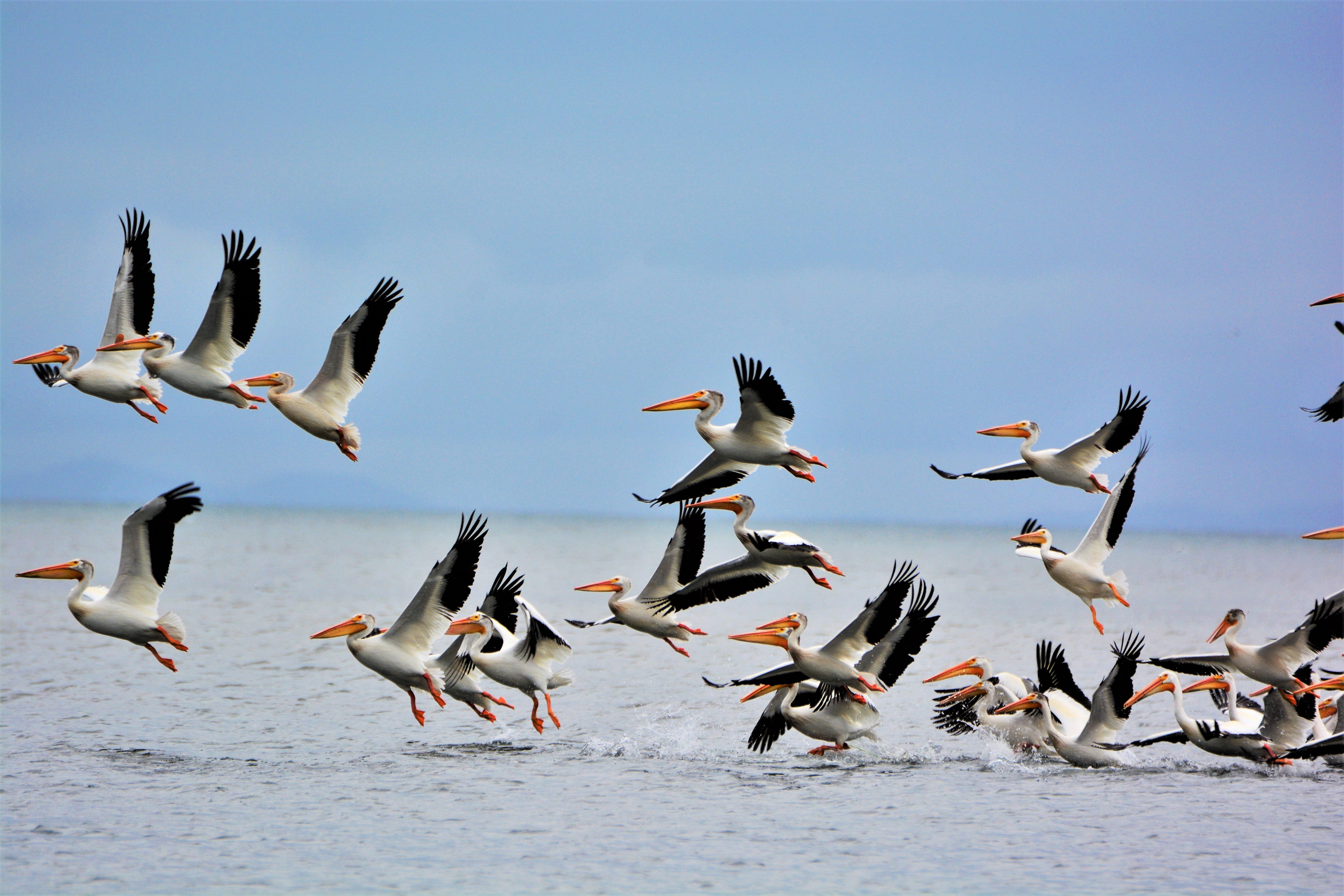 American White Pelicans. Photo: Cindy L. Fullwiler/Audubon Photography Awards.