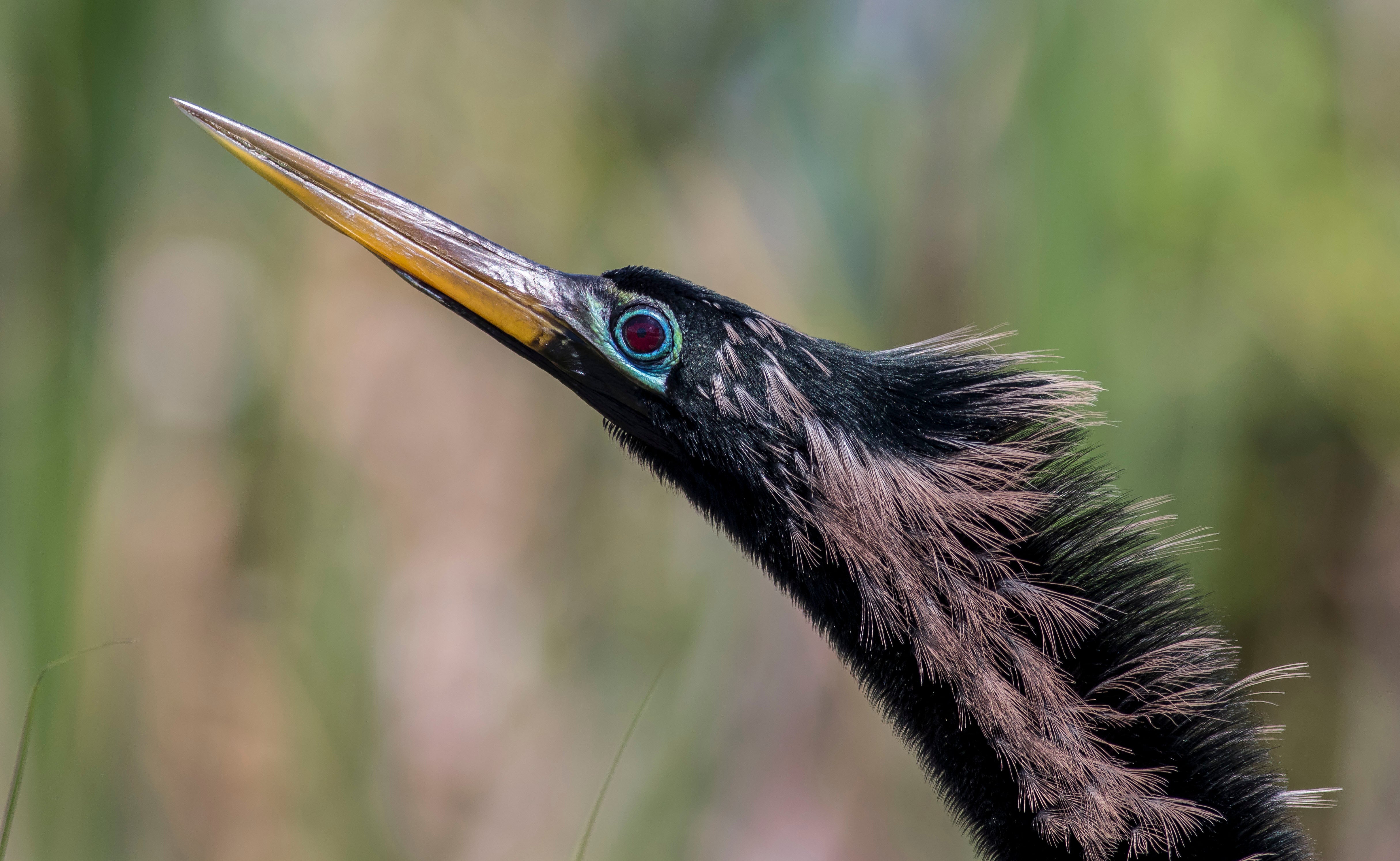 Anhinga. Photo: Barbara Houston/Audubon Photography Awards.