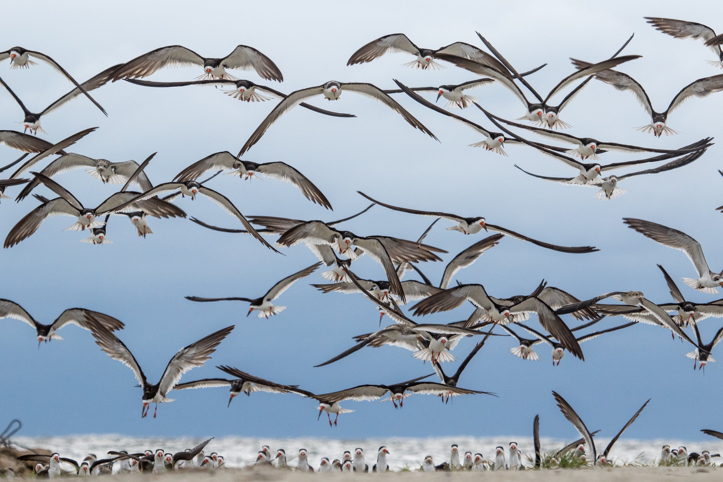 A flock of Black Skimmers in flight over a beach.