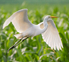Great Egret