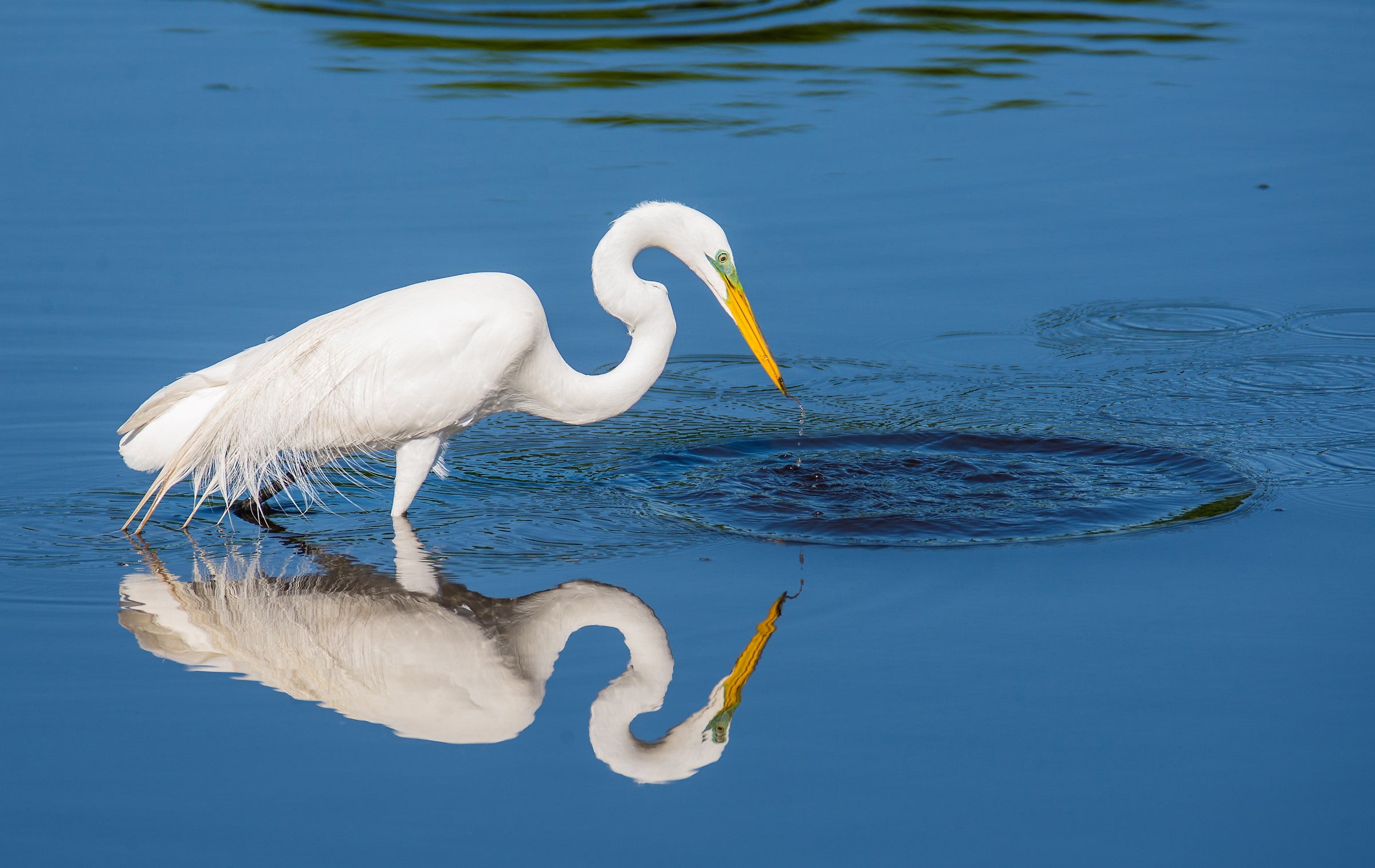 Great Egret. Photo: Patricia McGuire.