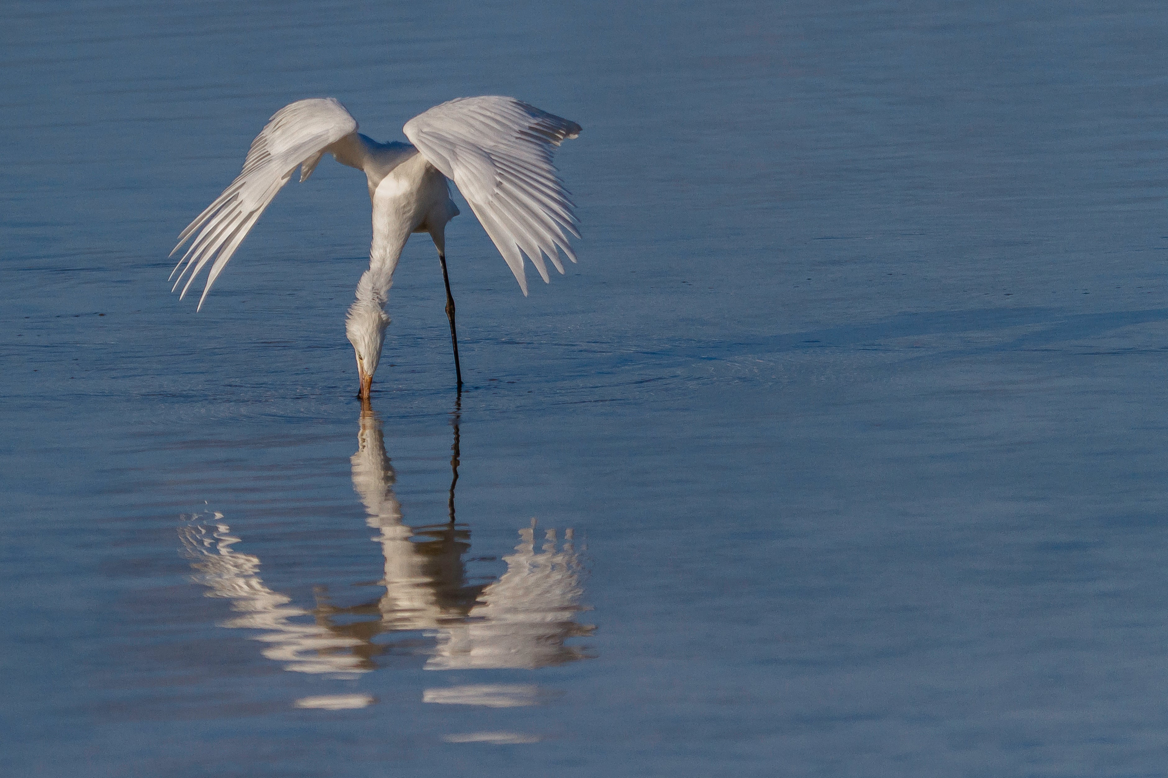 Reddish Egret. Photo: Lorraine Minns/Audubon Photography Awards.