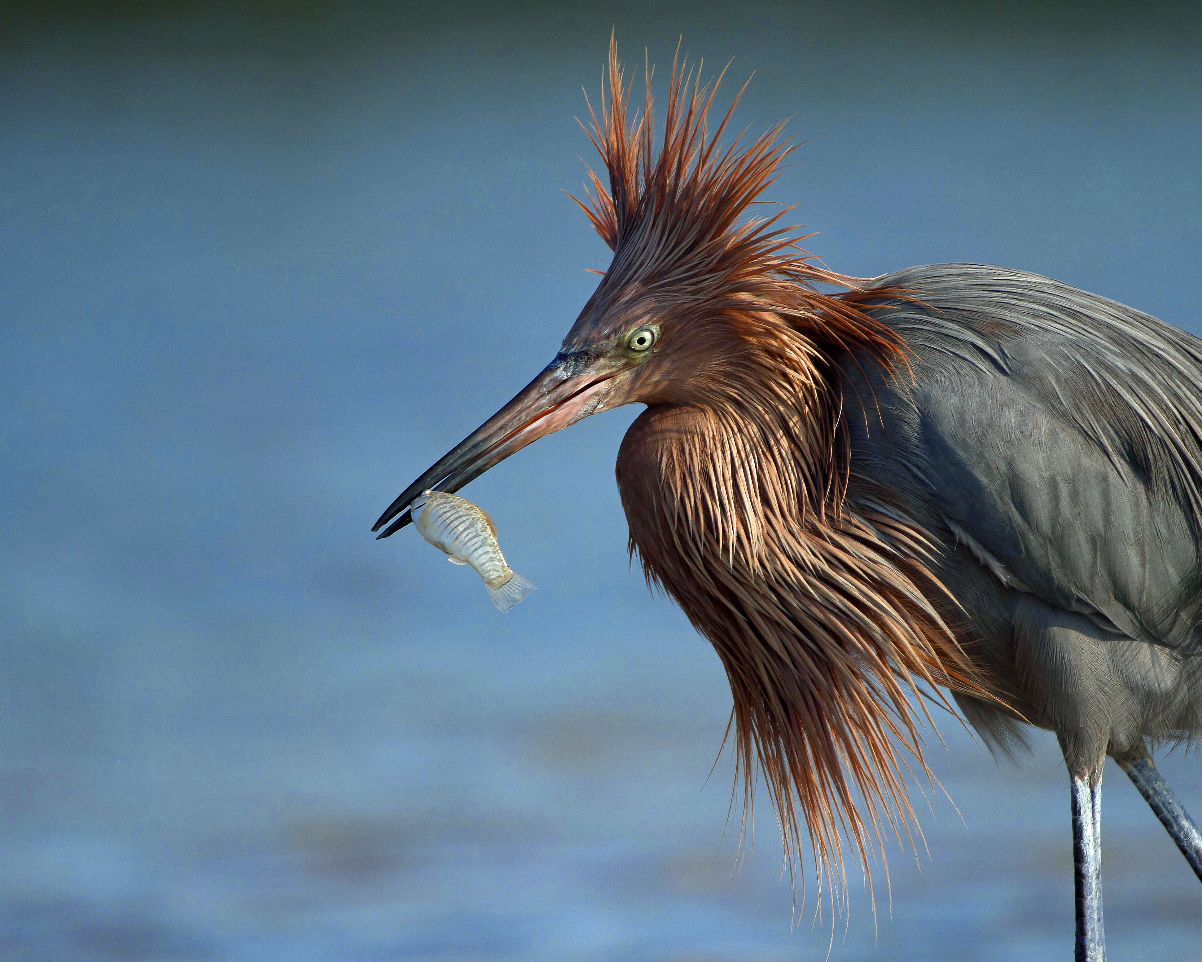 Reddish Egret. Elizabeth Lauer/Audubon Photography Awards
