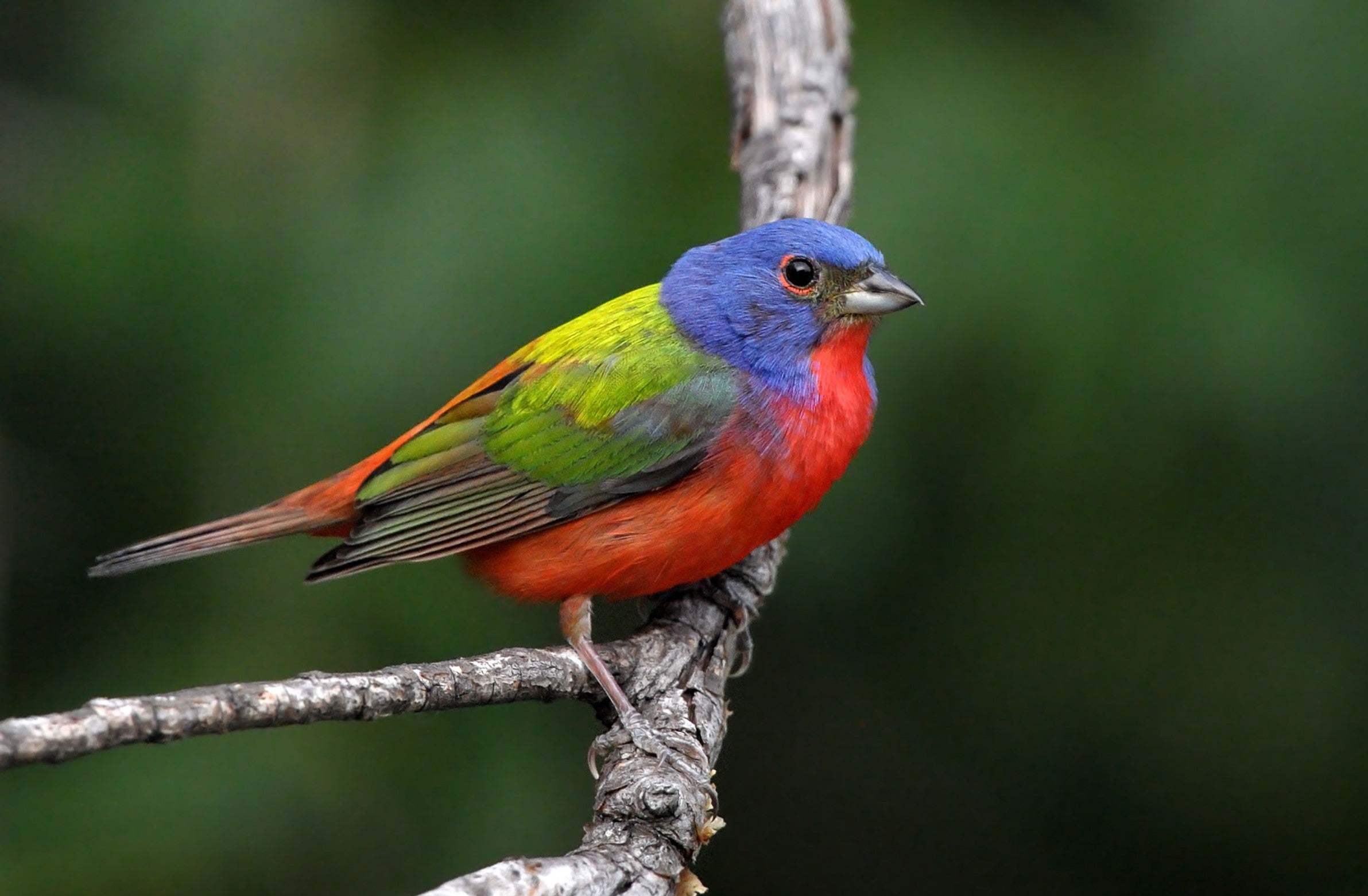 Painted Bunting