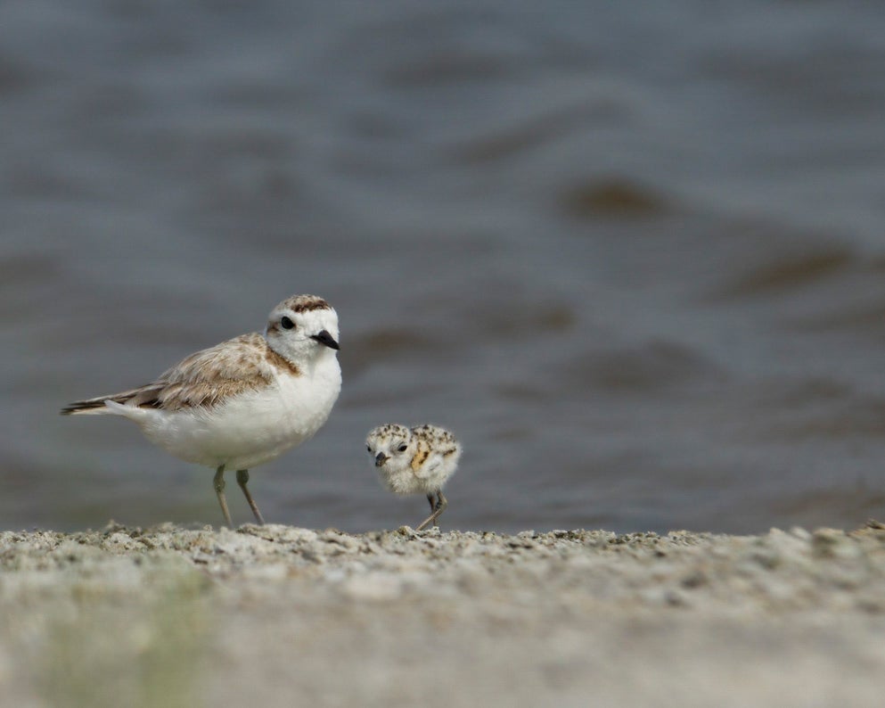 Snowy Plover.