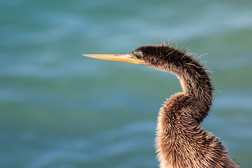 Anhinga. Photo: Robert Wilder, Jr./Audubon Photography Awards.