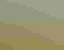 A Burrowing Owl sits on a wooden fence post - vegetation is blurred in the background.