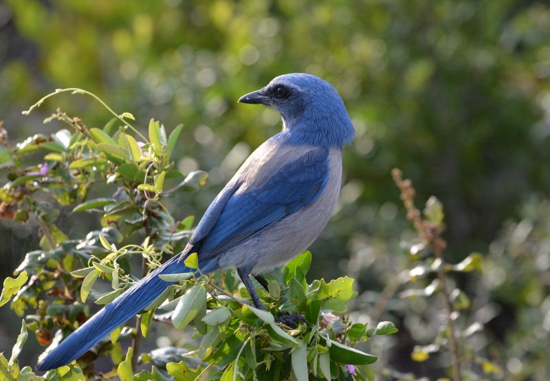 Florida Scrub-Jay. Photo: Jennifer Cenker/Audubon Photography Awards.