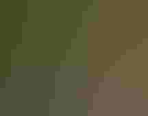 Close up of a head of the Florida Scrub-Jay. Photo: Thomas Dunkerton.