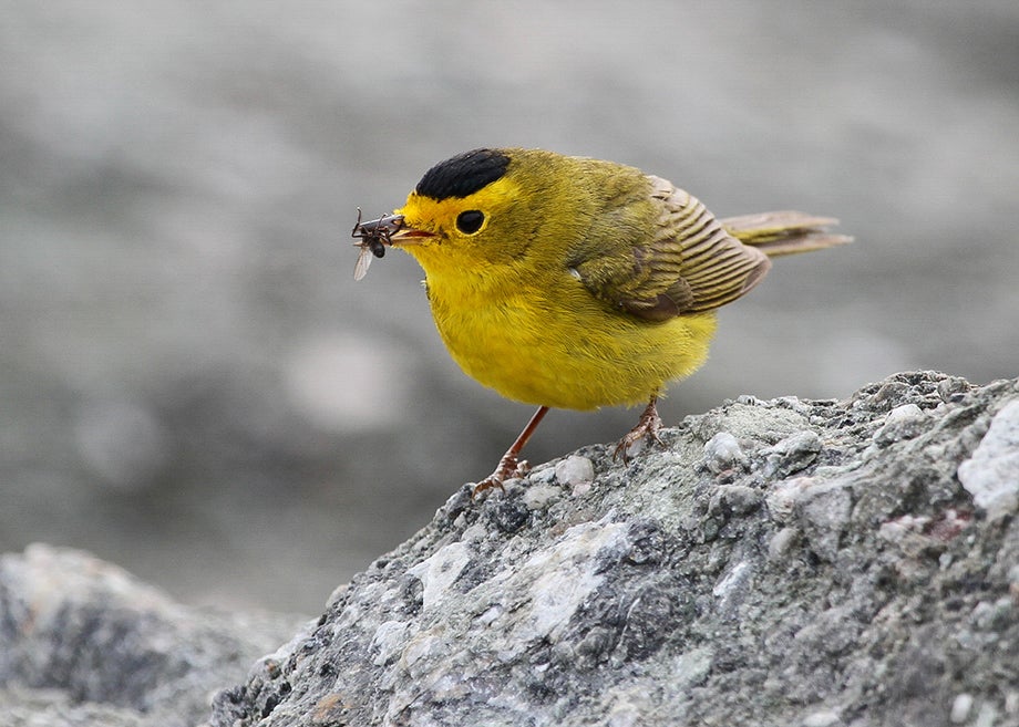 Wilson's Warbler. Photo: Alexander Viduetsky/Audubon Photography Awards.