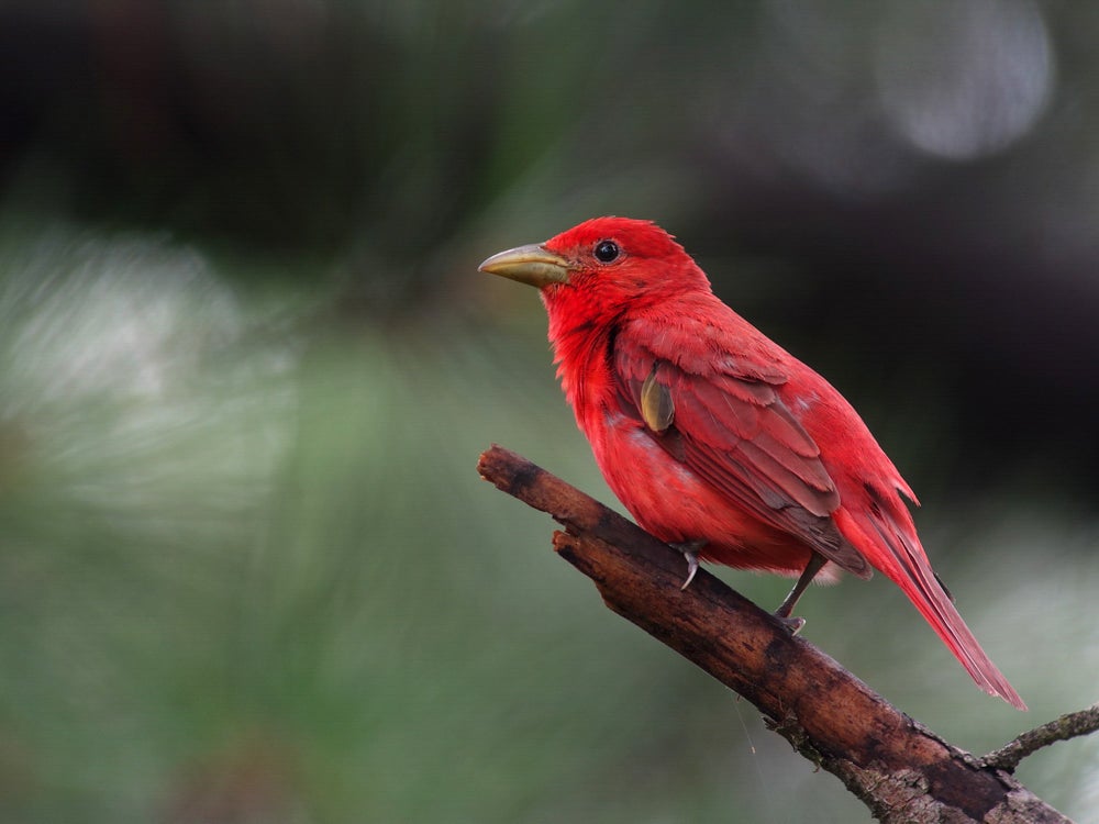 Summer Tanager. Photo: Megumi Aita/Audubon Photography Awards.