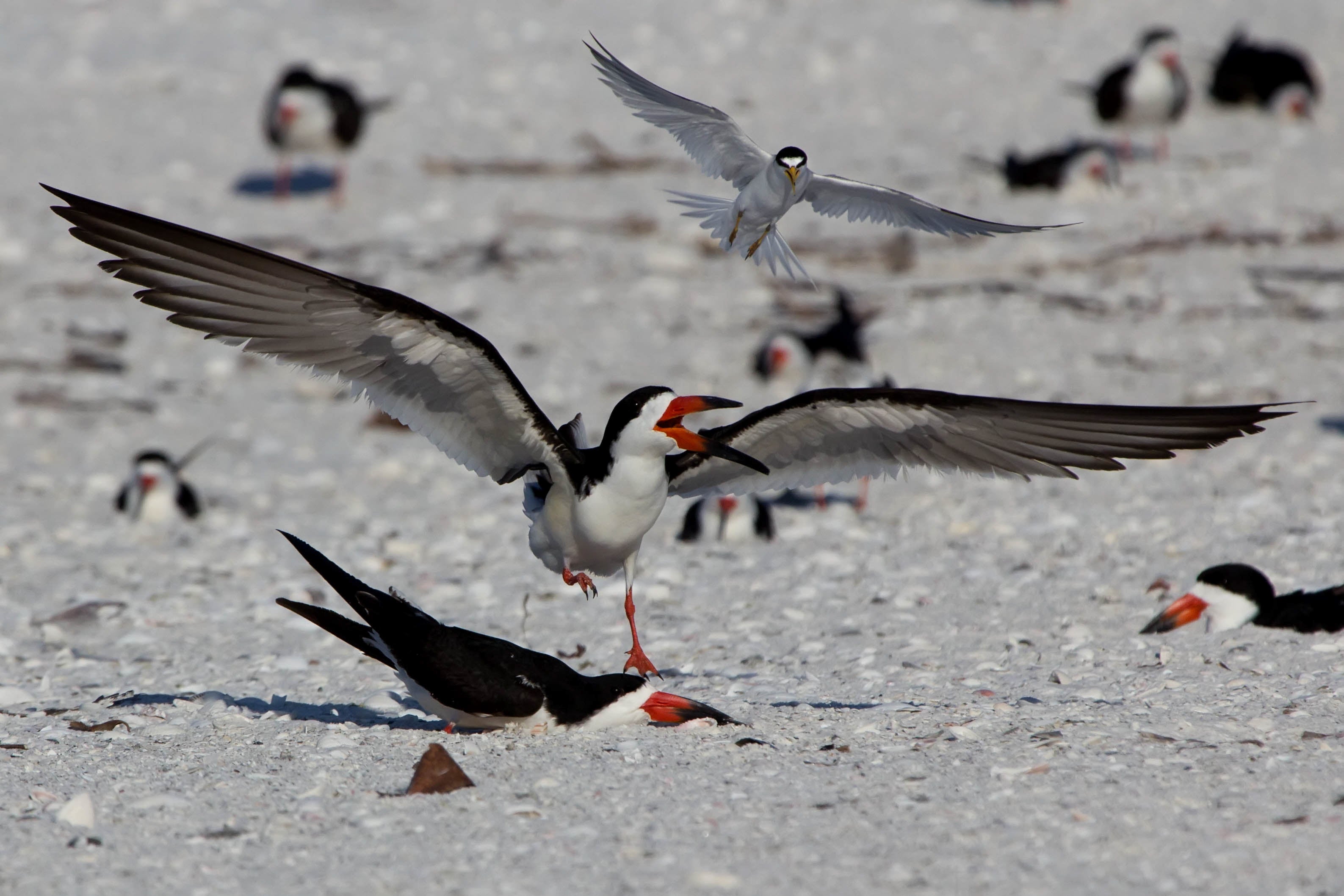 Black Skimmers. Photo: Jean Hall/Audubon Photography Awards.
