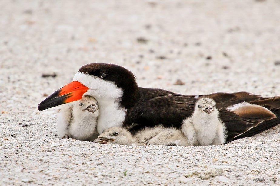 Black Skimmers. Photo: Barbara Bowen.