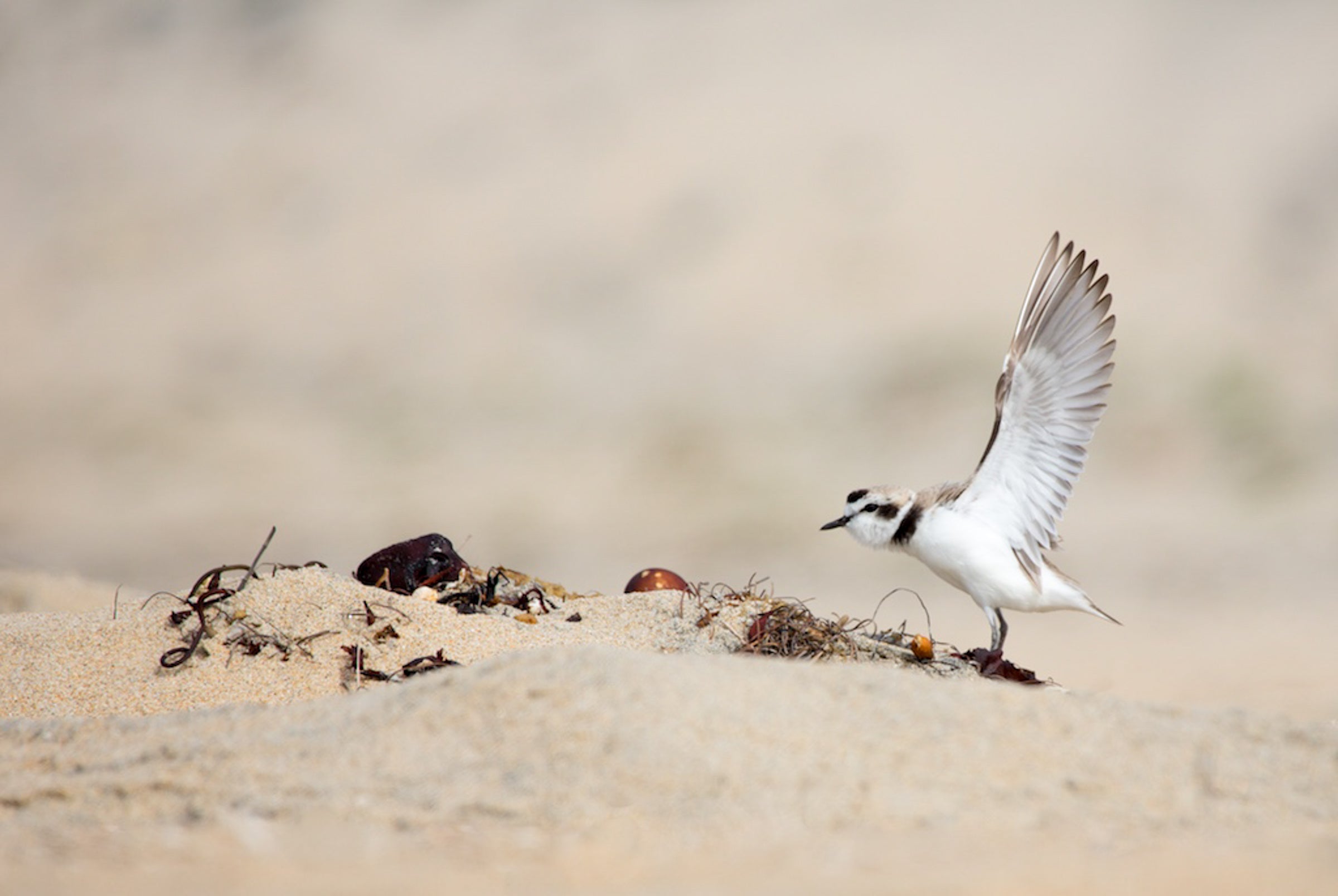 Snowy Plover. Photo: Alena Ebeling Schuld / Audubon Photography Awards.