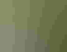 A close up of a Wood Stork's head. Photo: Karen Mason.