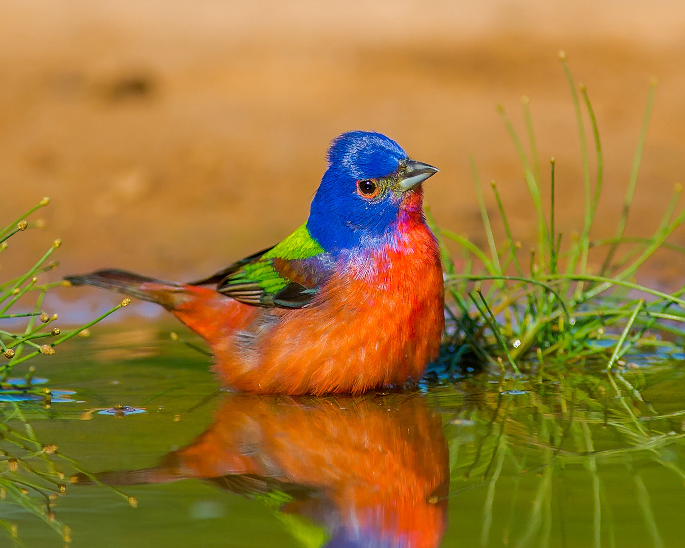 Painted Bunting