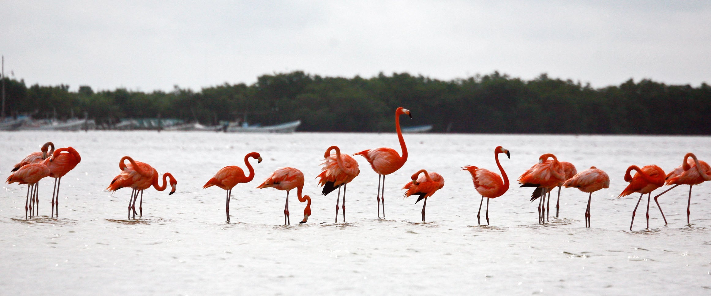 American Flamingos