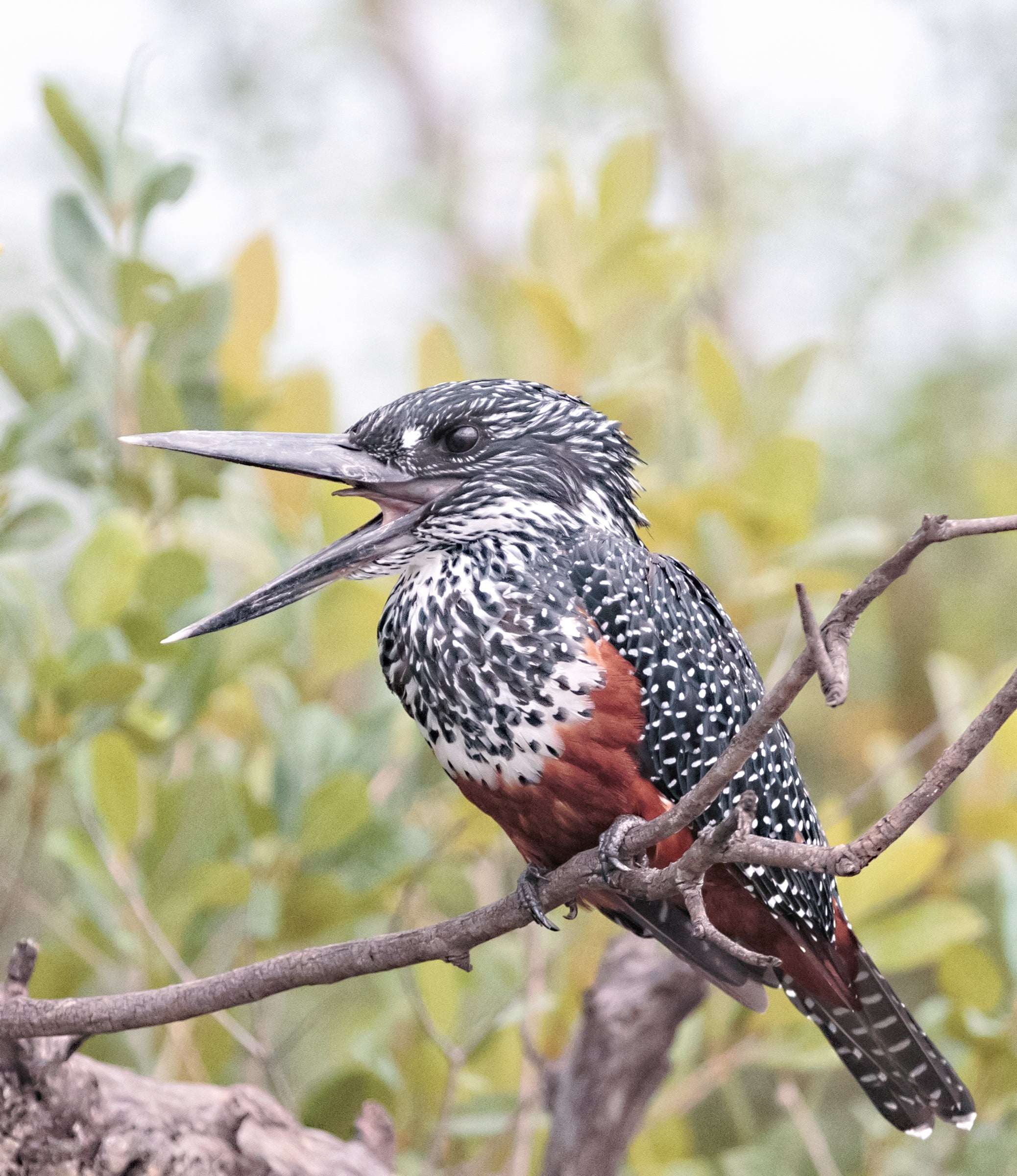 Giant Kingfisher