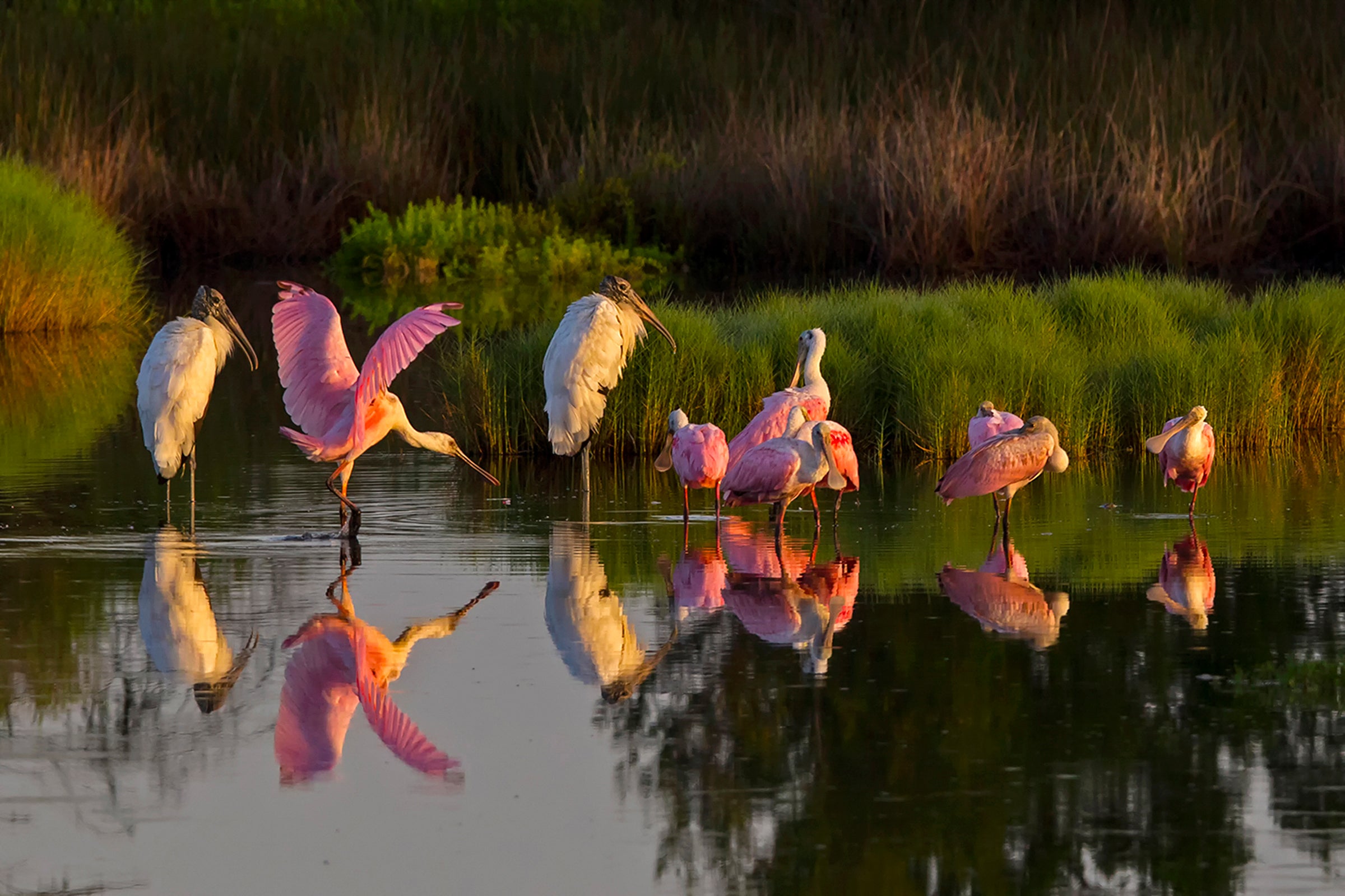 Roseate Spoonbills and Wood Storks.