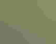 Pied-billed Grebe swimming amidst aquatic vegetation.