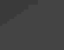 Group of Snowy Egrets in a tree.