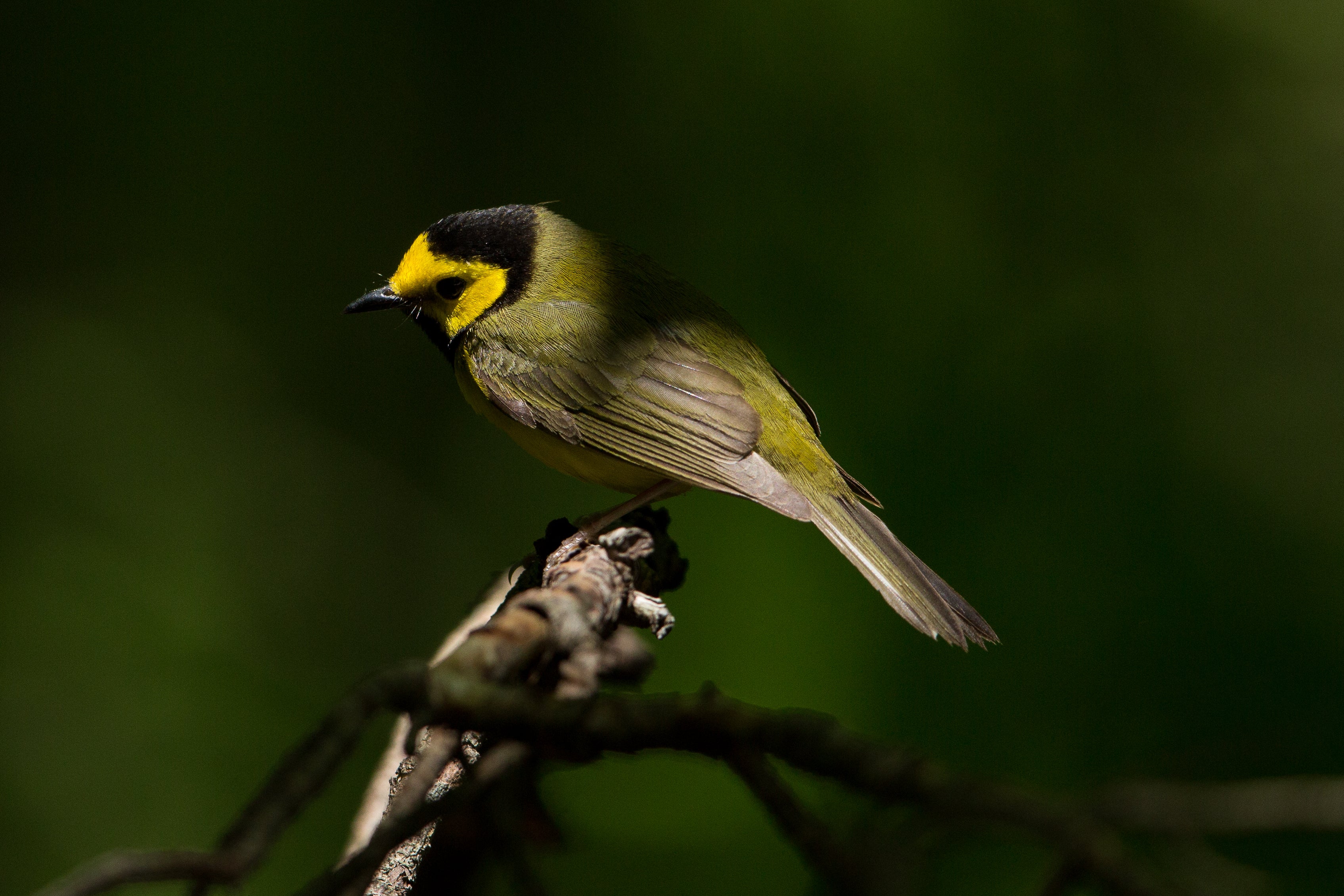 Hooded Warbler. Photo: Gary Robinette/Audubon Photography Awards.