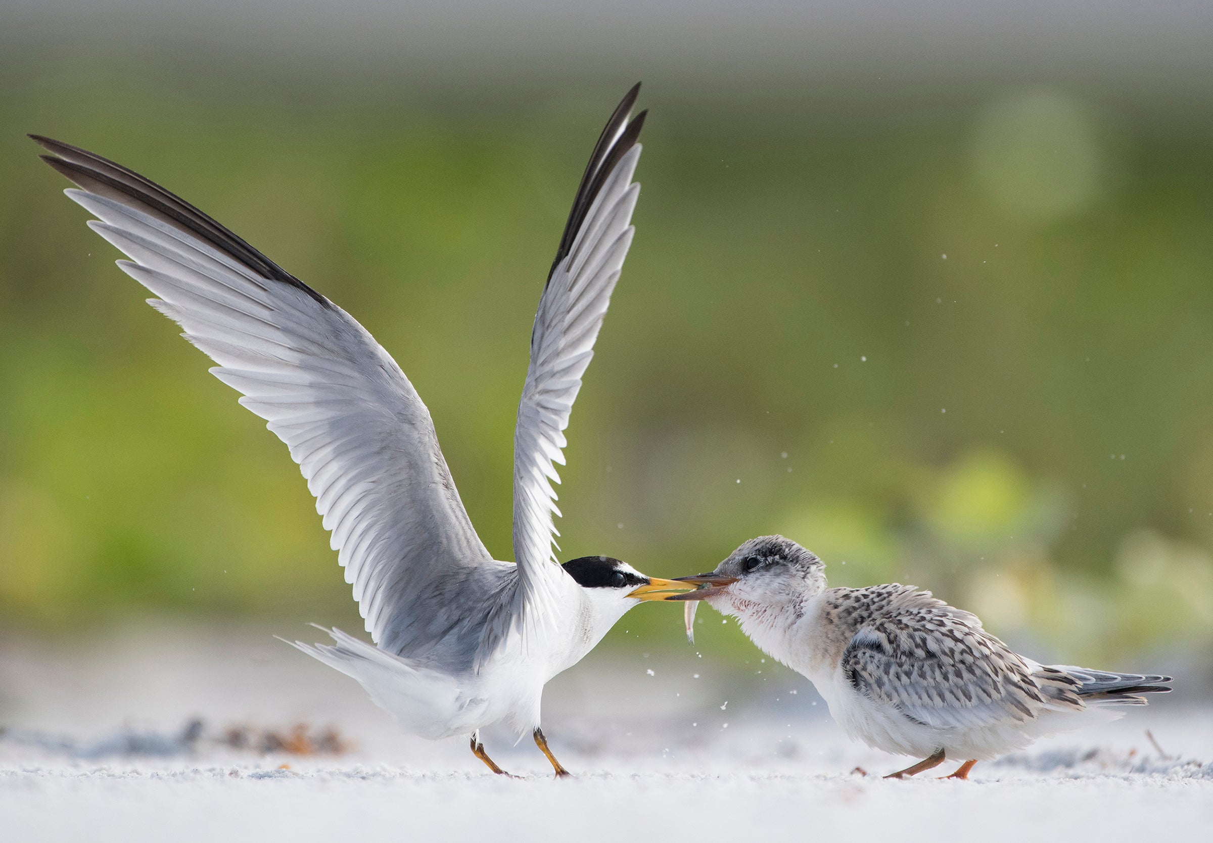 Anja Trepper/Audubon Photography Awards
