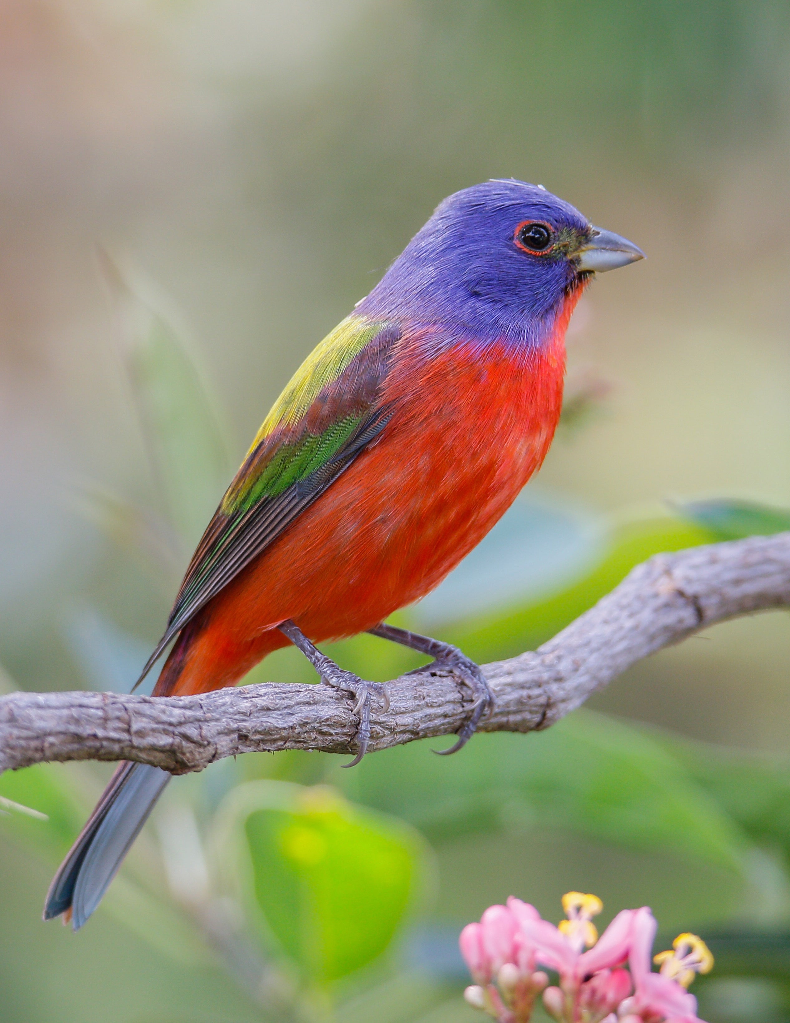 Painted Bunting