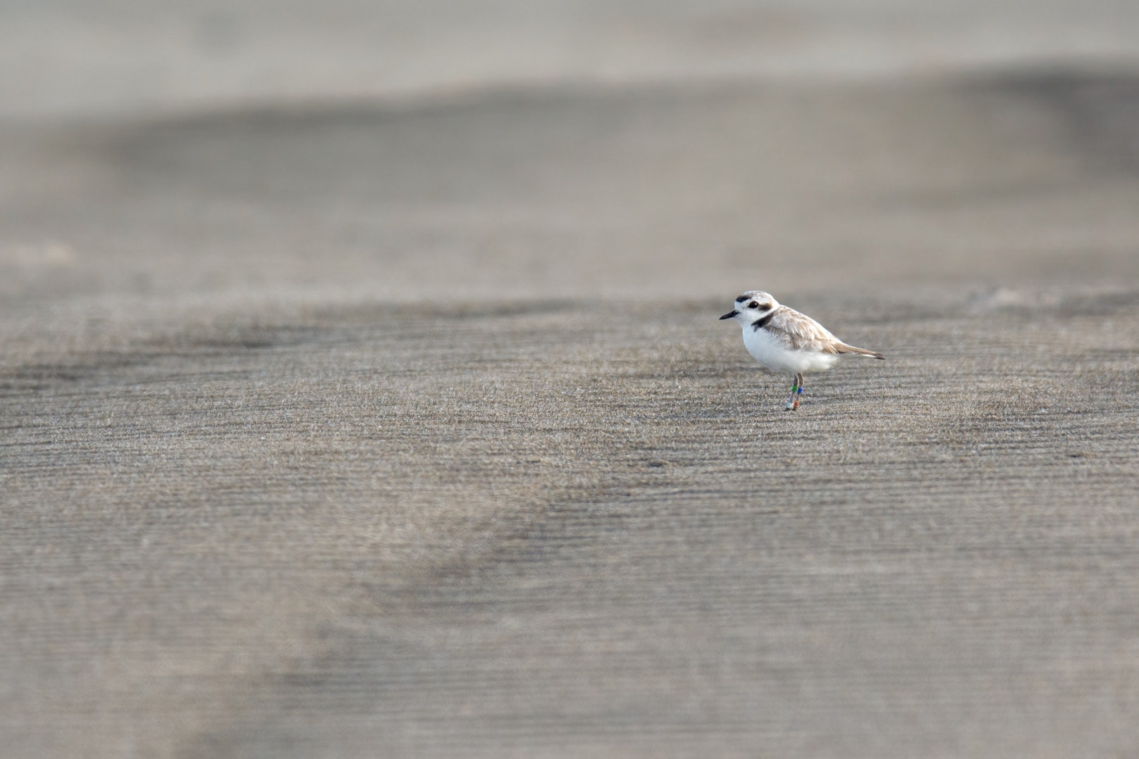 Look Out for Nesting Coastal Birds in the Florida Panhandle | Audubon