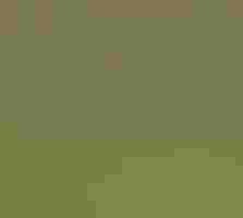 An American Bittern looks up from grassy marshland.