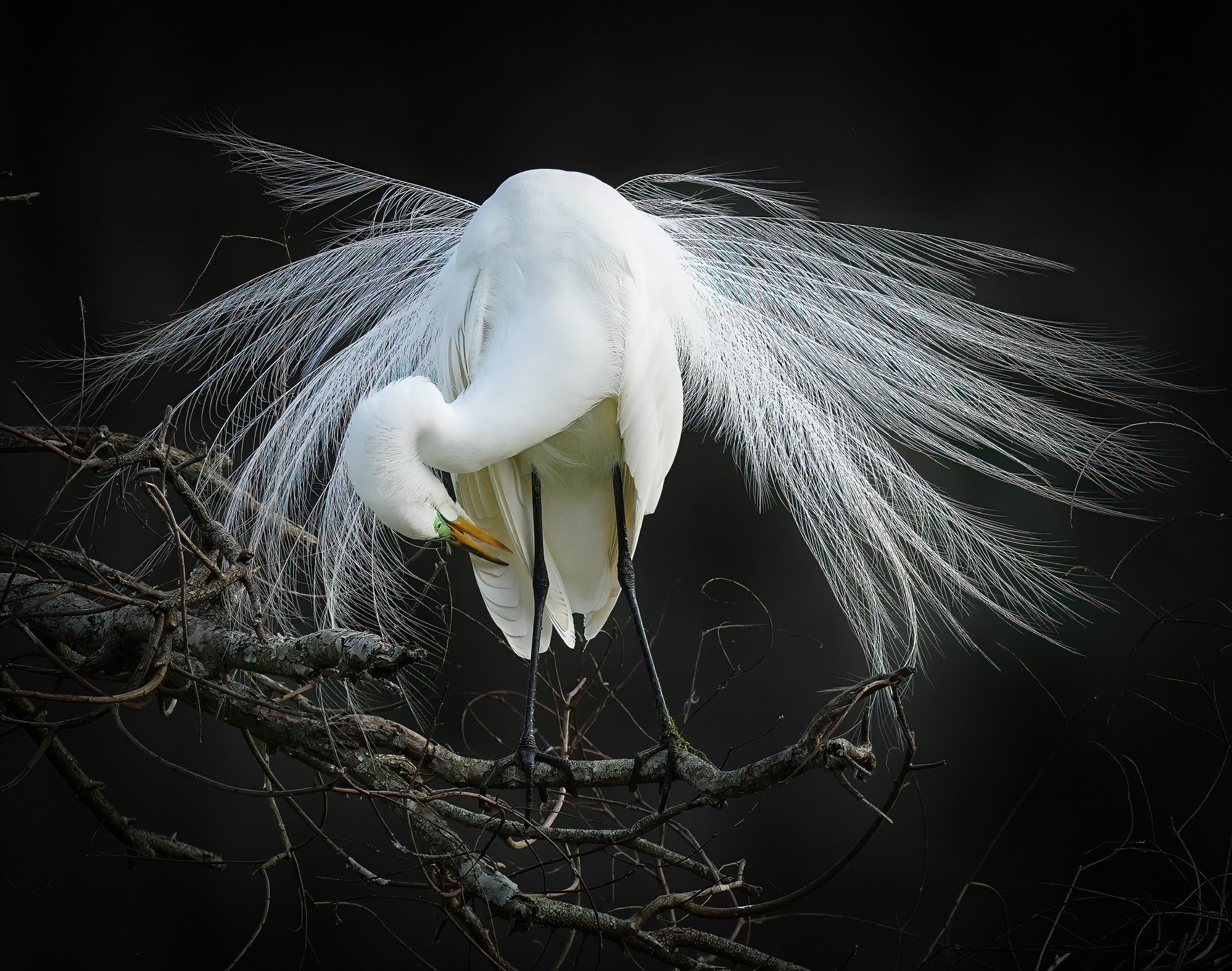 A white bird preening in the water.
